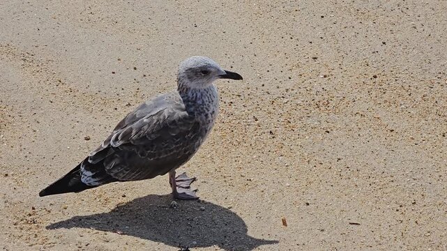 Seagull ocean bird on sandy beach looking around close-up