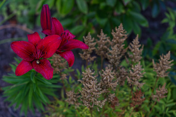 Flowers bloom in garden during daytime with greenery around © mykhailo