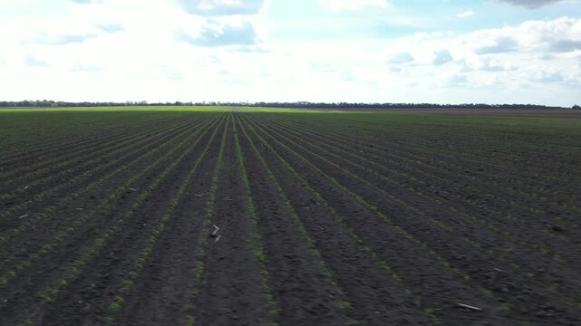 Aerial view of young corn field with rows of green crops stretching across dark soil under a cloudy sky in Khorol, Poltava Oblast, Ukraine.