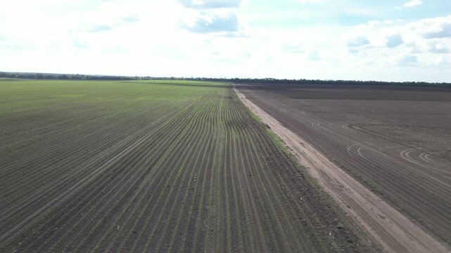 Aerial view of young corn field with rows of green crops and adjacent dark tilled soil under a cloudy sky in Khorol, Poltava Oblast, Ukraine.