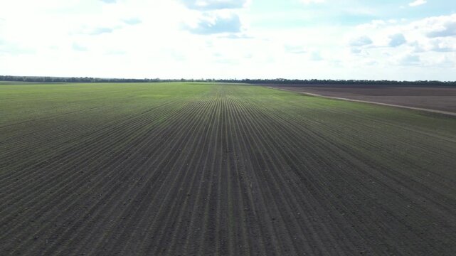 Aerial view of young corn field with rows of crops under a cloudy sky in Khorol, Poltava Oblast, Ukraine.