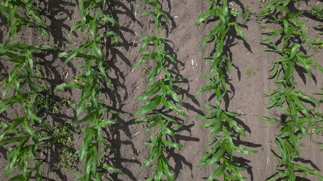 Aerial view of young green corn plants growing in rows in a field in Khorol, Poltava Oblast, Ukraine.