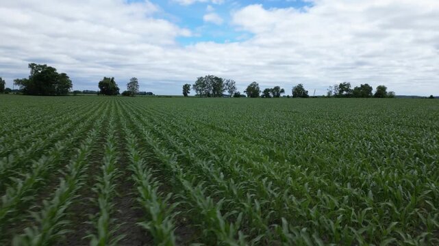 Aerial view of young green corn field with rows of crops under a cloudy sky in Khorol, Poltava Oblast, Ukraine.