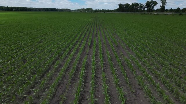 Aerial view of young corn field with rows of crops under a cloudy sky in Khorol, Poltava Oblast, Ukraine.