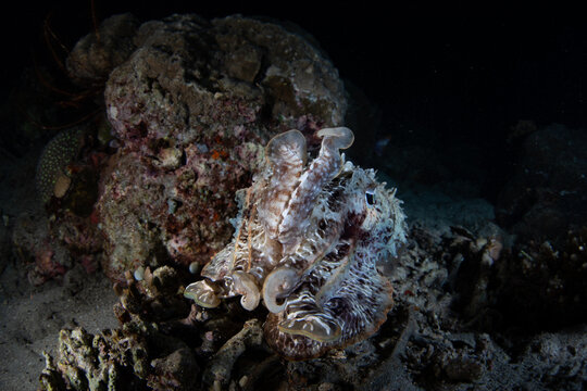 A large Broadclub cuttlefish, Sepia latimanus, hovers over a shallow coral reef at night near Halmahera, Indonesia. This tropical area is home to extraordinary marine biodiversity.