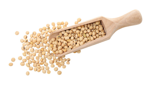 Raw organic dry soybeans in a wooden scoop isolated on white background with copy space