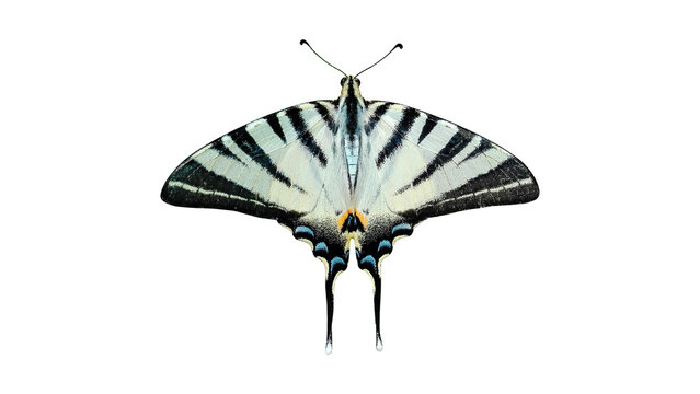 Beautiful Scarce Swallowtail Butterfly isolated on white background with elegant wings and natural black and white stripe pattern