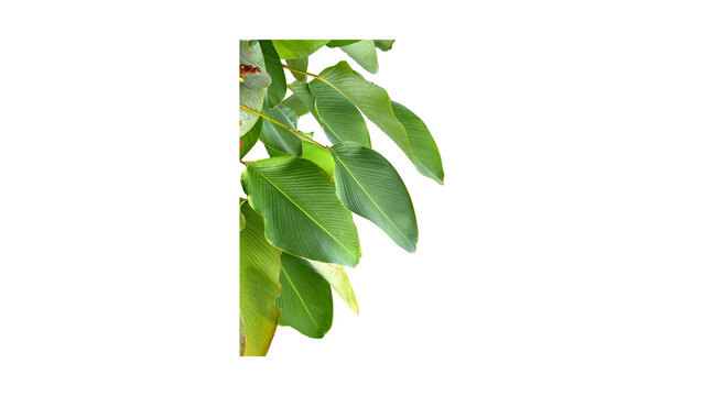Fresh green leaves on a white background, natural plant foliage close-up detail, botanical concept