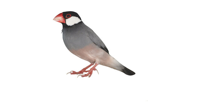 Detailed digital illustration of a Java Sparrow with vibrant red beak and distinct markings isolated on a white background for design projects