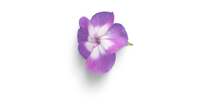 Top view of a single purple and white phlox flower blossom isolated on white background