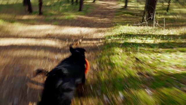 Black dog bounds through forest trail. Tail wags, ears perk, joy radiates. Dog grips orange disc, sprinting fast. Sunlight filters through tall trees. Dirt path curves, shadows stretch long