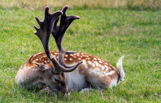 Resting Deer with Antlers in Green Grass, in Brussels, Belgium