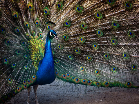 Majestic Peacock Displaying Colorful Feathers