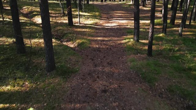 Forest path winds through tall pine trees. Sunlight filters through dense tree canopy. Dappled shadows dance on forest floor. Dark-furred dog sits quietly near tree trunk