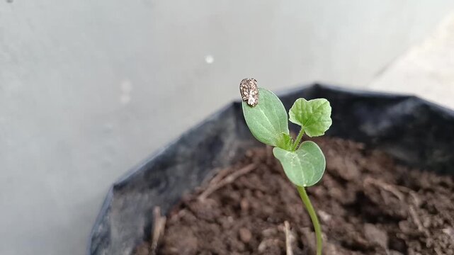 Young Watermelon Seedling with Seed Coat Still Attached