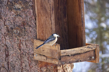A Black-capped Chickadee at a Bird Feeder © RiMa Photography