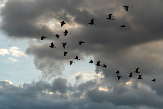 aves volando, bandada de aves, aves silvestres, vuelo de aves, migraci&oacute;n de aves, naturaleza, vida silvestre, cielo nublado, nubes grises, cielo dram&aacute;tico, nubes iluminadas, luz natural, rayos de sol,