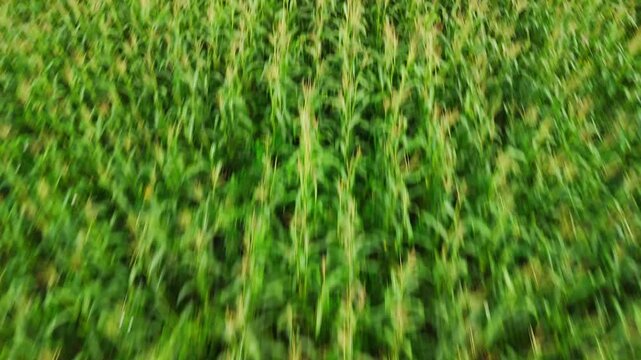 Lush green corn stalks sway gently in a field. Rows of young corn plants stretch into the horizon. Vibrant leaves catch the sunlight. This agricultural scene shows natural growth