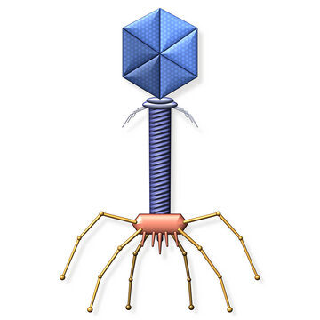 Bacteriophage virus illustration, 3D style T4 phage with icosahedral head, tail sheath and tail fibers, microbiology concept, isolated on white background