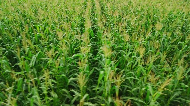 Rows of tall green corn stretch toward the horizon. Tall stalks sway gently in a soft breeze. Emerging tassels dot the tops of each plant. Lush foliage forms a natural, textured pattern
