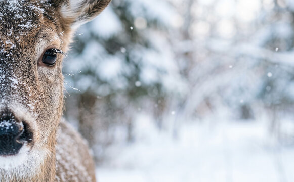 Close up of a wild deer face covered in snow during winter in a forest landscape