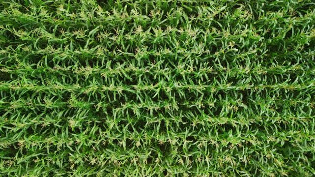 Aerial view of green crops growing in neat rows. Fields stretch wide, vibrant, and full of life. Rows aligned precisely, showing meticulous farming. Healthy plants sway slightly in steady breeze