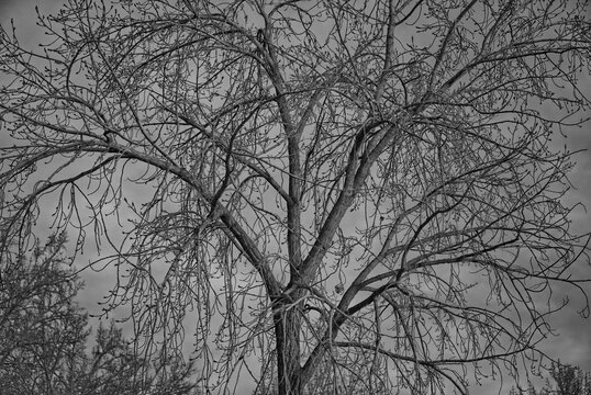 Large, bare, overgrown tree in colder weather. Black and white, suitable for background use. 