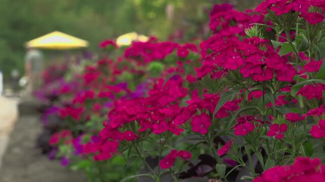 Close-up stationary shot of bright pink sweet William dianthus barbatus flowers blooming in a garden bed in Stanley Park, Vancouver, British Columbia. Shaded yellow umbrellas sit in the distance.