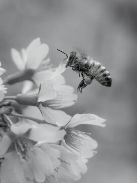 Honey bee on a flower