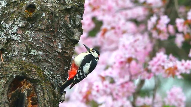アカゲラと桜