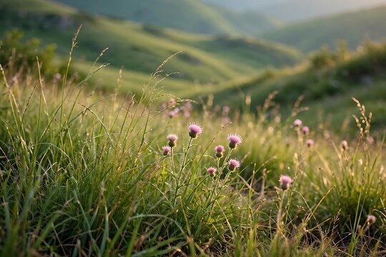 Beautiful pink thistle flowers blooming in a lush green mountain meadow during a golden sunset