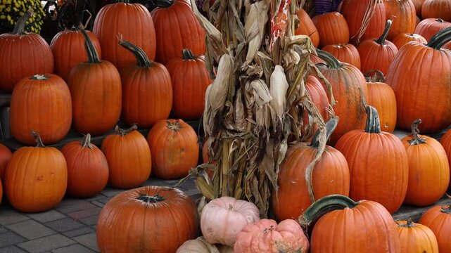 Autumn harvest pumpkins and corn stalks decoration