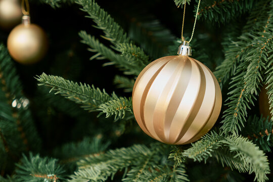 Golden Christmas Bauble Hangs Among Evergreen Tree Branches