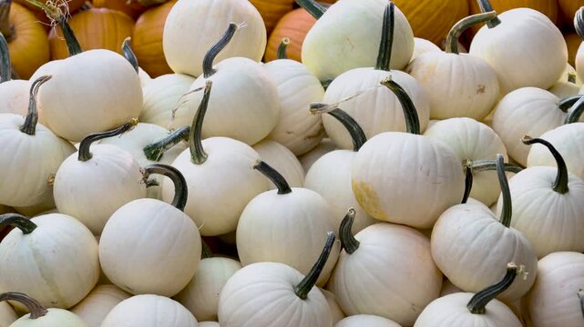 White and orange pumpkins stacked for autumn decoration