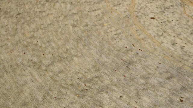 Close-up overhead texture of organic foam and floating scum on calm water surface. Ideal for background texture, water pollution analysis, environmental conservation, and biological wastewater concept