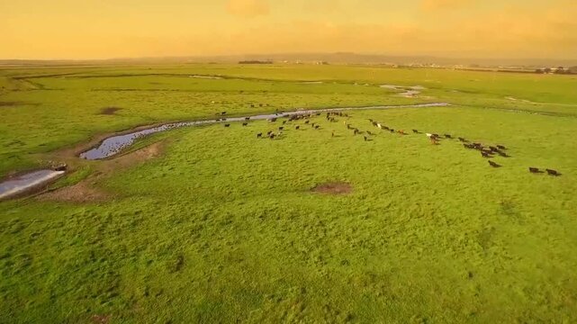 Aerial drone shot of cattle grazing in vast green pasture with meandering creek under warm golden-hour light