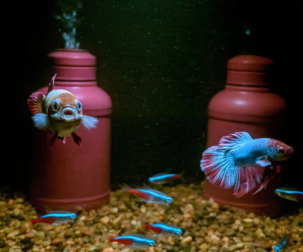 Betta fish and neon tetra swimming in aquarium with ceramic vessel