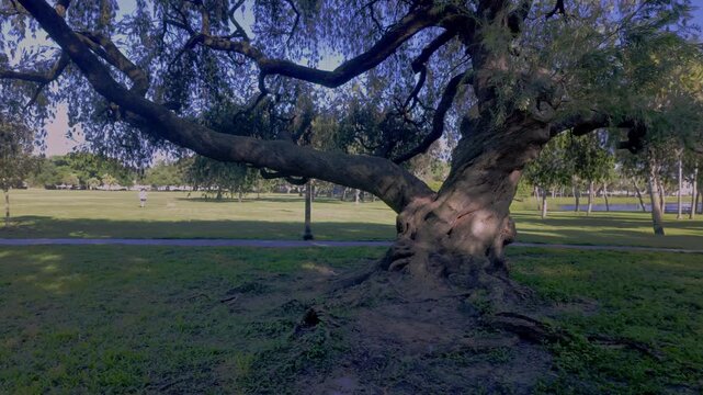 Massive, gnarled oak trunk with exposed roots bathed in warm sunlight in a green Crescent Lake Park , St. Petersburg, FL, conveying age, resilience and natural texture against a manicured lawn and wal