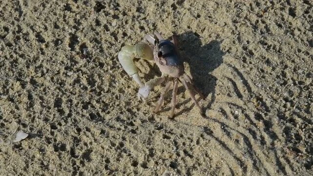 Ghost crab scuttling rapidly sideways across damp beach sand under bright sunlight, captured in close-up ground-level perspective