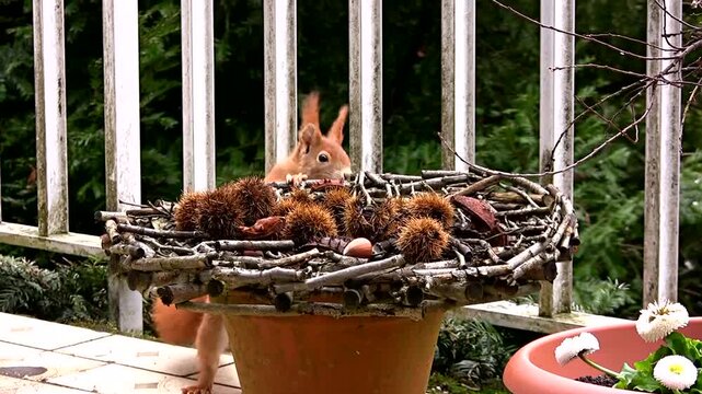 Close-up steady shot of a red squirrel cautiously approaching and inspecting a handmade twig basket overflowing with spiky chestnut burrs on a sunlit tiled balcony bordered by white metal railing.
