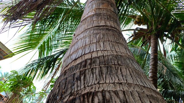 Low angle view of a tall coconut palm tree trunk with green fronds in a tropical garden setting