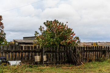 Fototapeta premium Rustic wooden fence enclosing rural plot, weathered planks, bush with reddish foliage, modest buildings, overcast sky, dry grass foreground