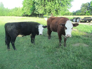 Black and red white faced calves standing side by side in green grass © SoonerMarketing