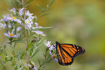 Monarch butterfly Danaus plexippus feeding on purple aster flower side view © Arina B