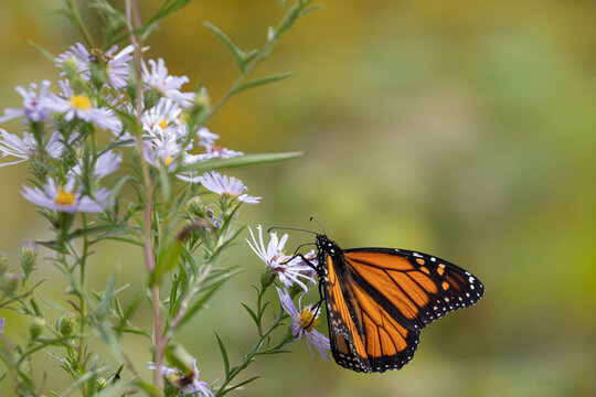 Monarch butterfly Danaus plexippus feeding on purple aster flower side view