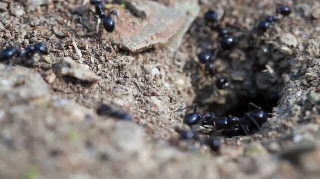 Close-up ground-level shot of black ants actively entering and exiting a soil nest entrance in natural daylight with shallow depth, biological behavior
