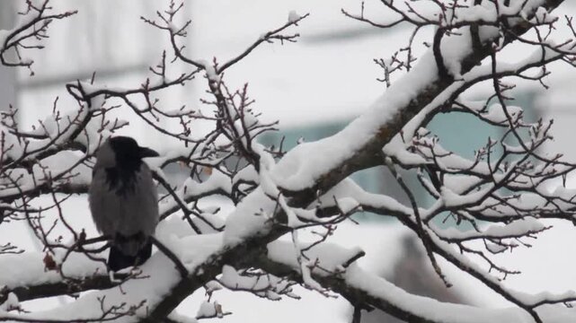Hooded crow perched calmly on snow-covered bare branches of a dormant tree in an overcast urban winter scene
