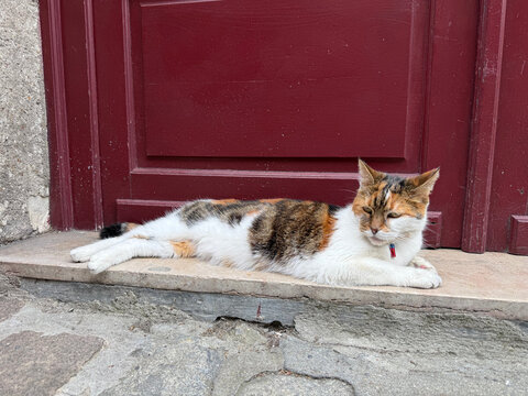 Calico cat resting on a stone doorstep by a burgundy door