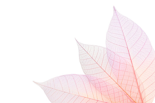 Skeleton leaves show intricate patterns and lines, isolated, PNG