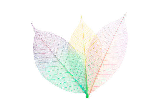 Skeleton leaves display varied colors and shapes, isolated, PNG
